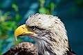 Alaska Wildlife
